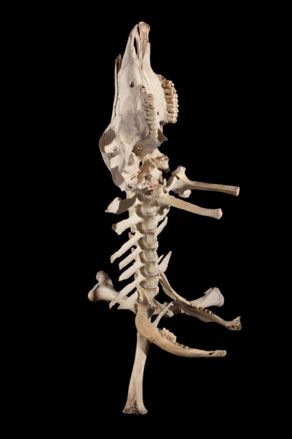 Photo-Joshua White 2010-6551.jpg - "Skeleton Guitar Stand" 25 x 50 x 28" Cow Skull and Bones, Epoxy Clay on Aluminum Stand  2011