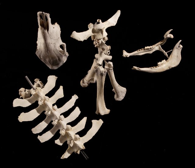 Photo-Joshua White 2010-6567.jpg - "Skeleton Guitar Stand" 25 x 50 x 28" Cow Skull and Bones, Epoxy Clay on Aluminum Stand  2011