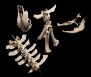 Photo-Joshua White 2010-6567