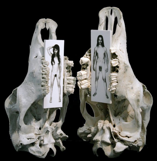 The Beautiful & The Dead II III(AA).JPG - "The Beautiful and the Dead II" "The Beautiful and the Dead III"  14 x 19 x 7"  Cow Skulls, Photographs Attached to Wood  2008 (Photograph Developed by Jennifer Hart Biagiotti)