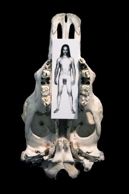 The Beautiful & The Dead III.JPG - "The Beautiful and the Dead III"  7 x 19 x 7"  Cow Skull, Photograph Attached to Wood  2008 (Photograph Developed by Jennifer Hart Biagiotti)