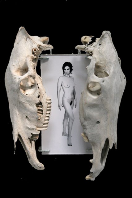 The Beautiful & The Dead.JPG - "The Beautiful and the Dead?"  19 x 19 x 6"  Horse Skulls, Photograph Attached to Wood, Plexiglass, Metal Clamps 2008 (Photograph Developed by Jennifer Hart Biagiotti)