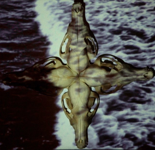 6579-thmb.jpg - "Coyote Crucifix" 17 x 17  x 4" Video Projected on Fused Coytoe skulls Video Written/Dirrected/Shot by Timothy Williams Edited by Jun Jun Tiangco III 2011    